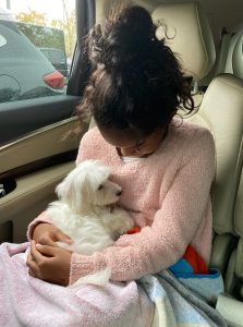 Jerry the Maltese Review