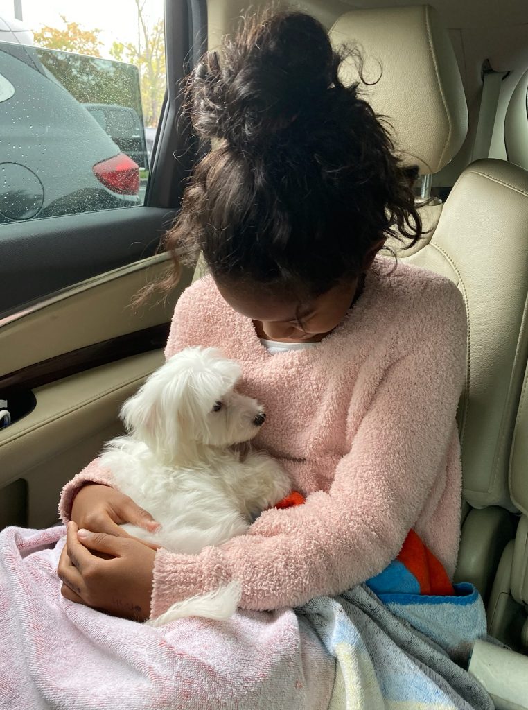 Jerry the Maltese Review