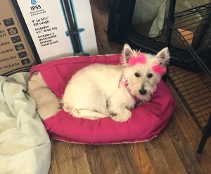Layla the West Highland Terrier Review