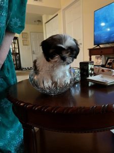 Shitzu Puppy Review