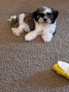 Shitzu Puppy Review