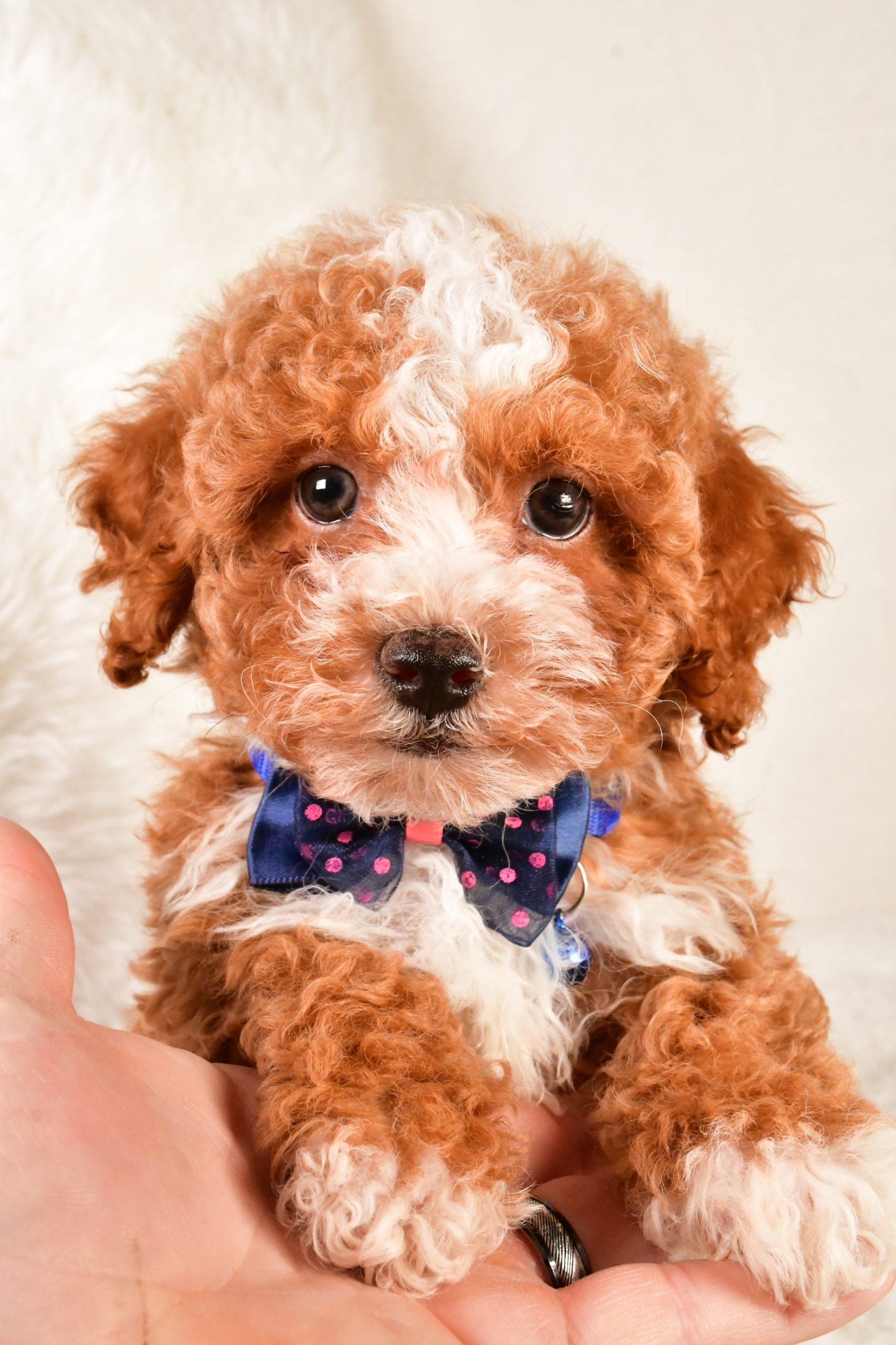 Available Puppies | Good Times Family Puppies