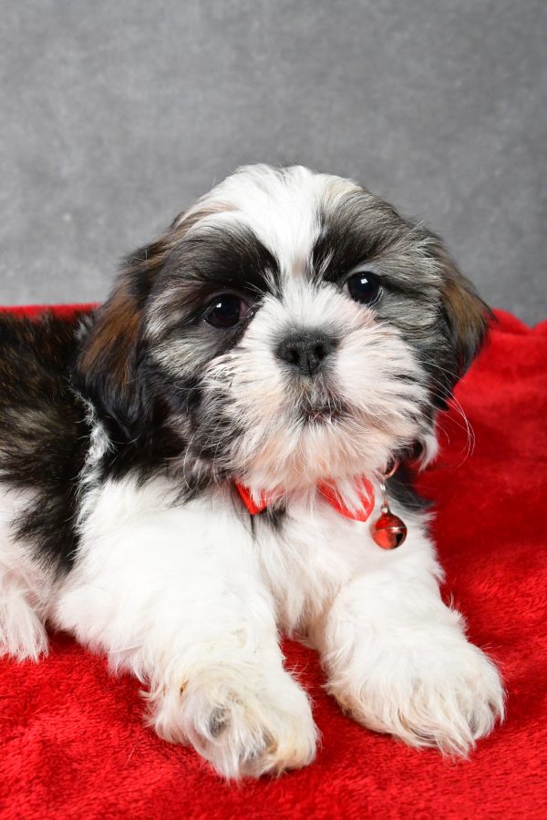 Mr. Parker the Shih Tzu - Image 3