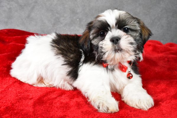 Mr. Parker the Shih Tzu - Image 7