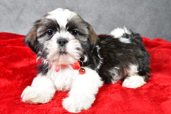 Mr. Parker the Shih Tzu - Image 6