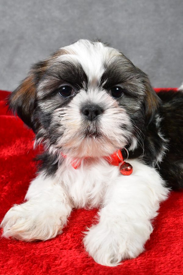 Mr. Parker the Shih Tzu - Image 4