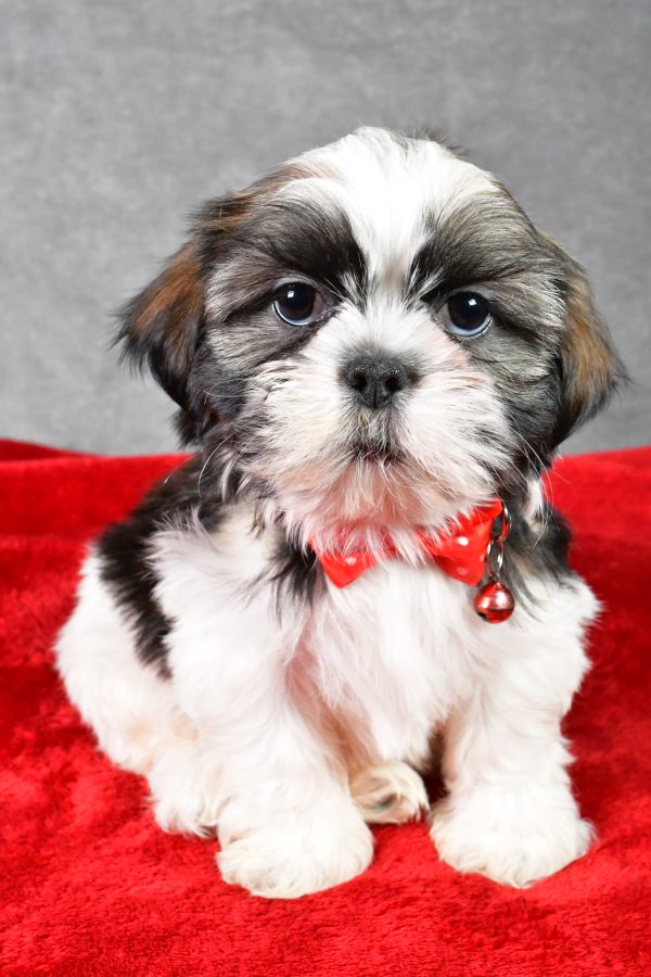 Mr. Parker the Shih Tzu - Image 2