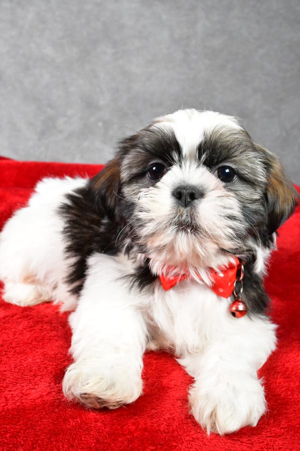 Mr. Parker the Shih Tzu - Image 5