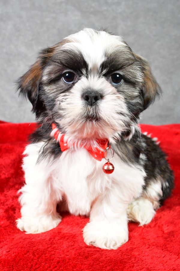 Mr. Parker the Shih Tzu