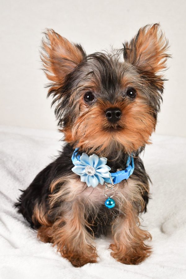 Miss Angelo Tea Cup the Yorkshire Terrier - Image 2