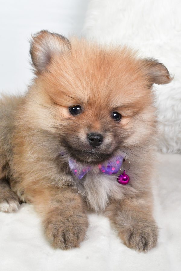 Mr Virgel The Tea Cup Pomeranian - Image 4