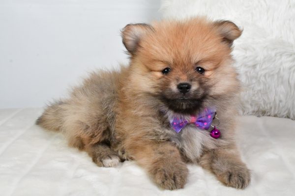 Mr Virgel The Tea Cup Pomeranian - Image 5