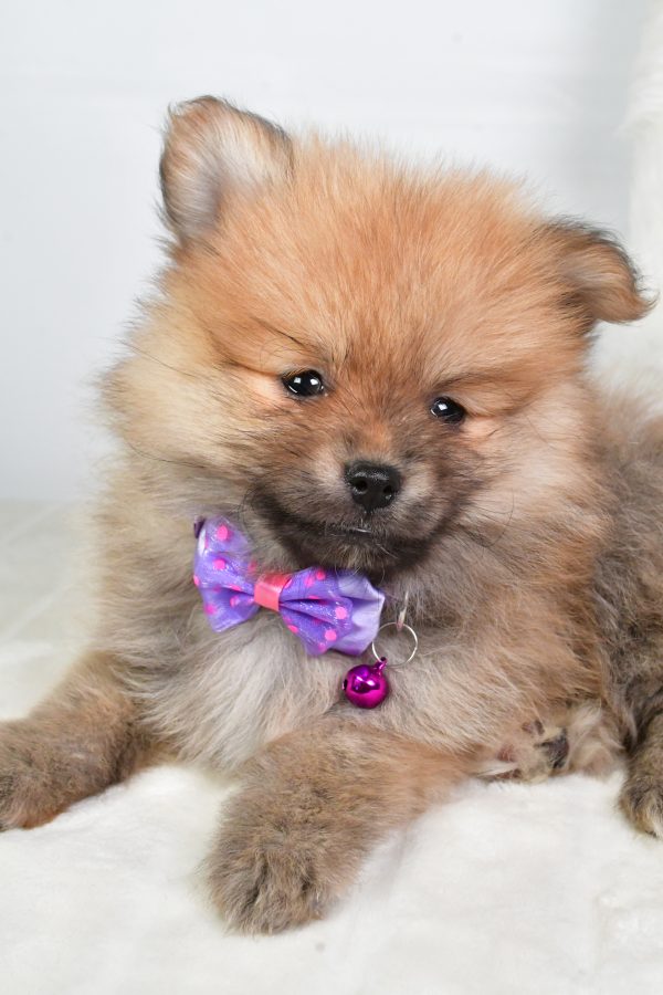 Mr Virgel The Tea Cup Pomeranian - Image 3