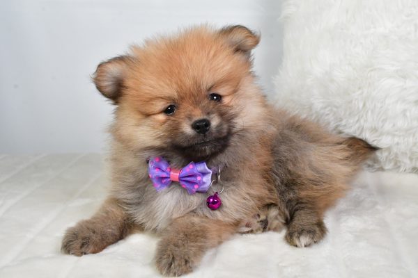 Mr Virgel The Tea Cup Pomeranian - Image 6