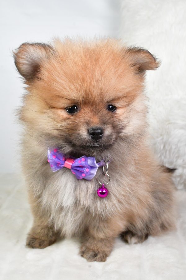 Mr Virgel The Tea Cup Pomeranian - Image 2