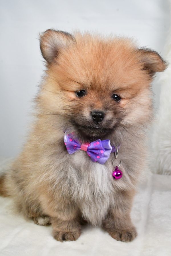 Mr Virgel The Tea Cup Pomeranian