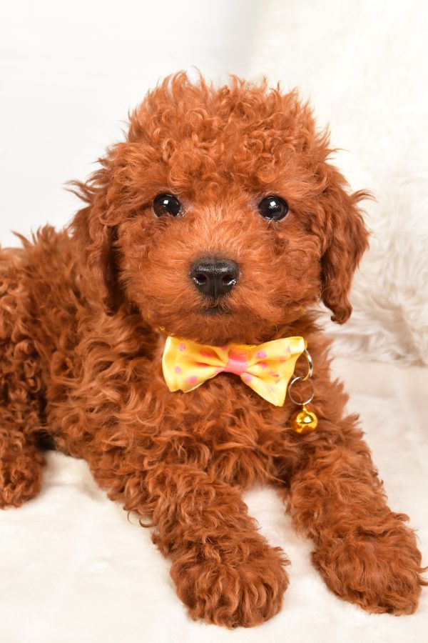 Mr Russell The Miniature Poodle - Image 3