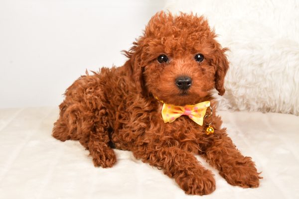 Mr Russell The Miniature Poodle - Image 6