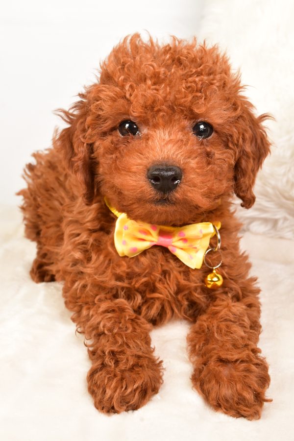 Mr Russell The Miniature Poodle - Image 5