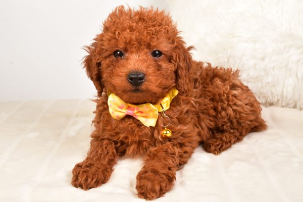 Mr Russell The Miniature Poodle - Image 7