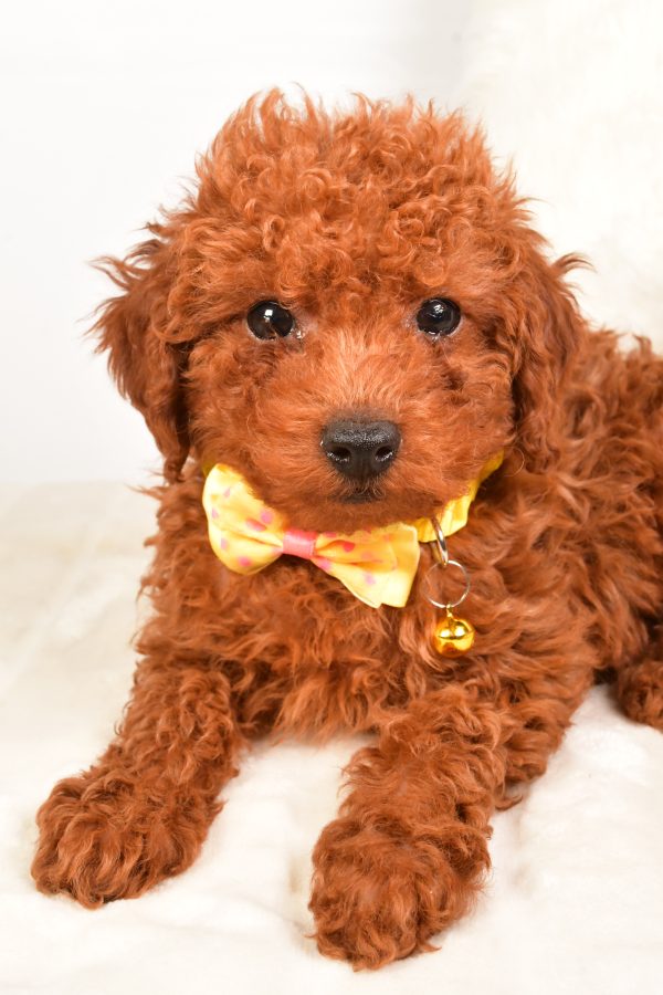 Mr Russell The Miniature Poodle - Image 4