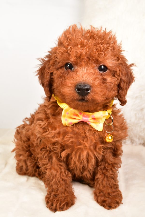 Mr Russell The Miniature Poodle - Image 2