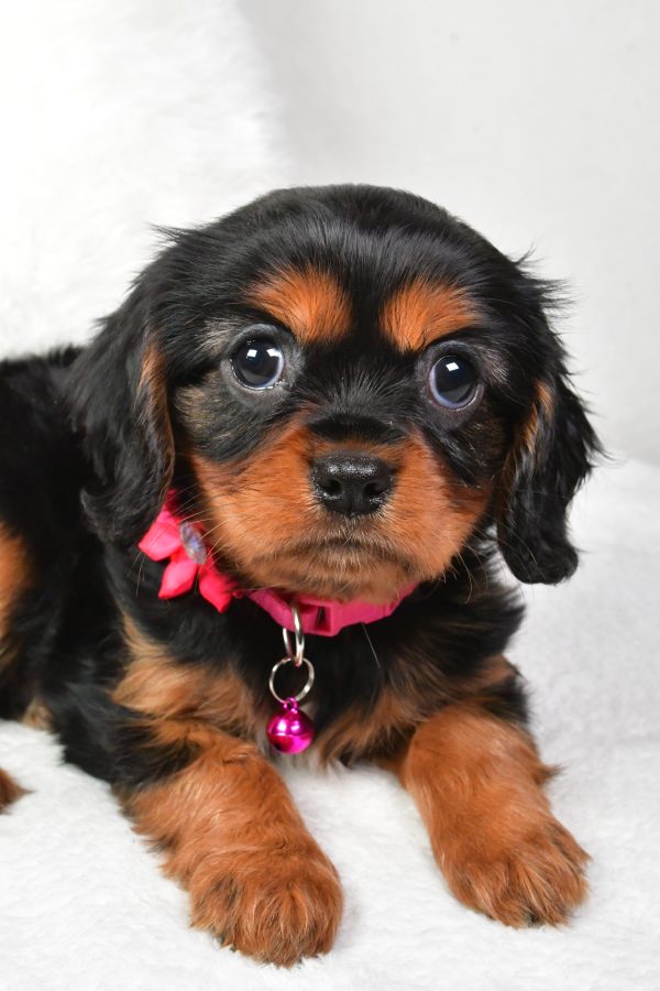 Miss Amelia the Cavalier King Charles - Image 4