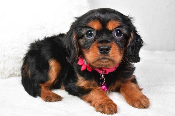 Miss Amelia the Cavalier King Charles - Image 6