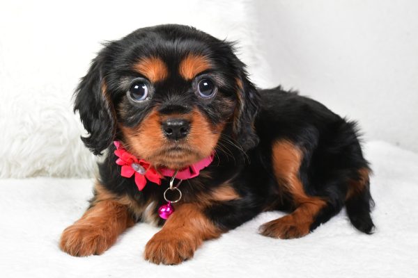 Miss Amelia the Cavalier King Charles - Image 7