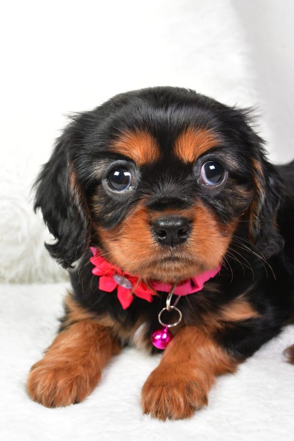 Miss Amelia the Cavalier King Charles - Image 3