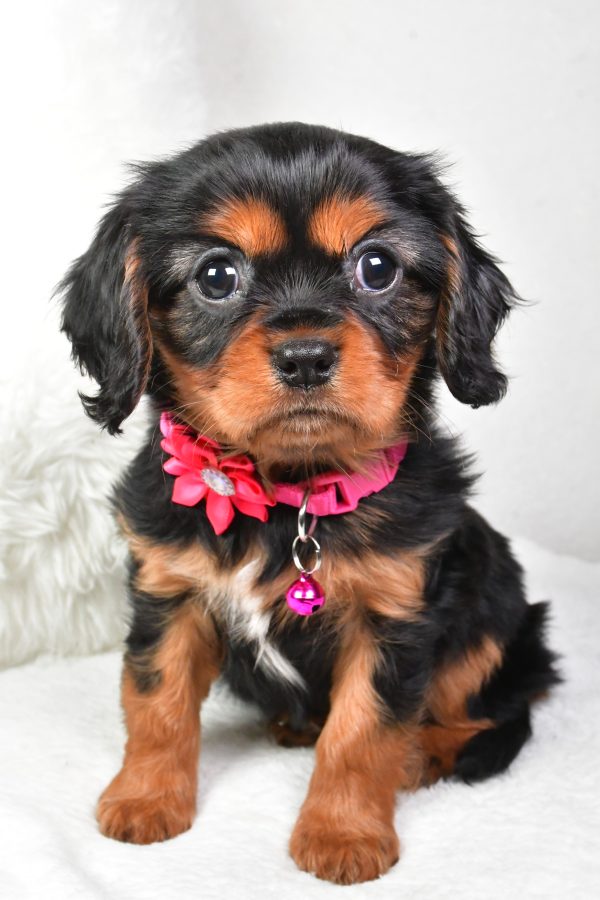 Miss Amelia the Cavalier King Charles - Image 2