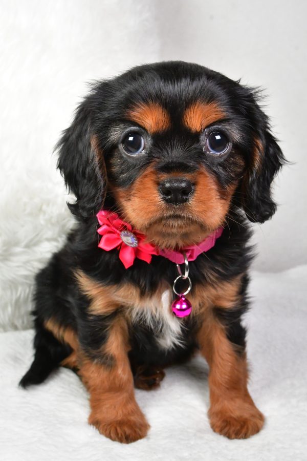 Miss Amelia the Cavalier King Charles