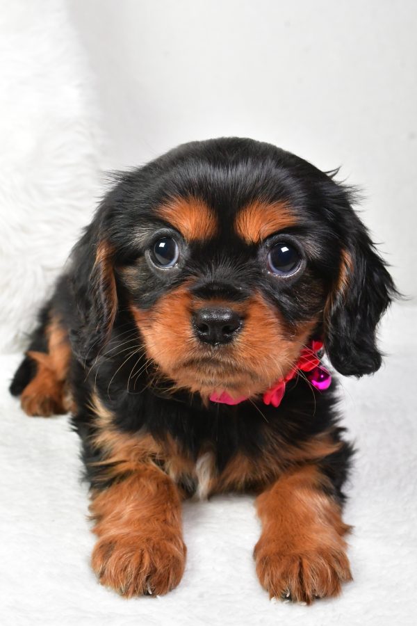 Miss Amelia the Cavalier King Charles - Image 5