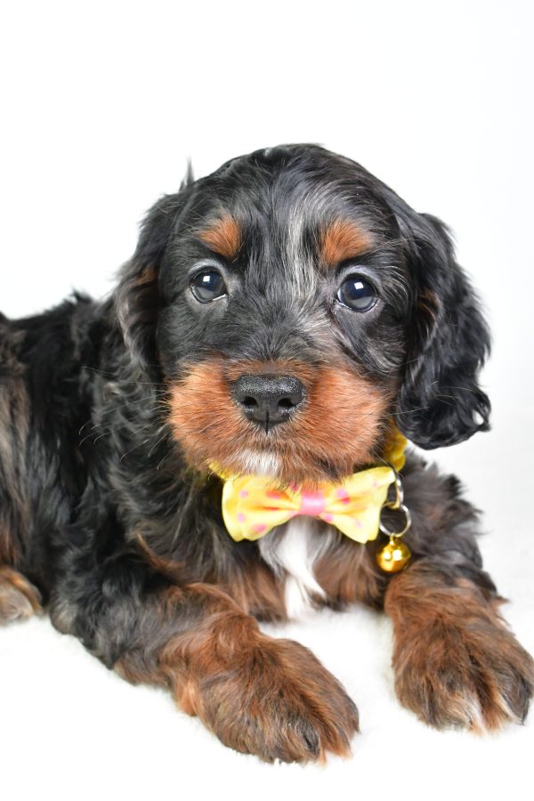 Mr. Charlie The Cockapoo - Image 3