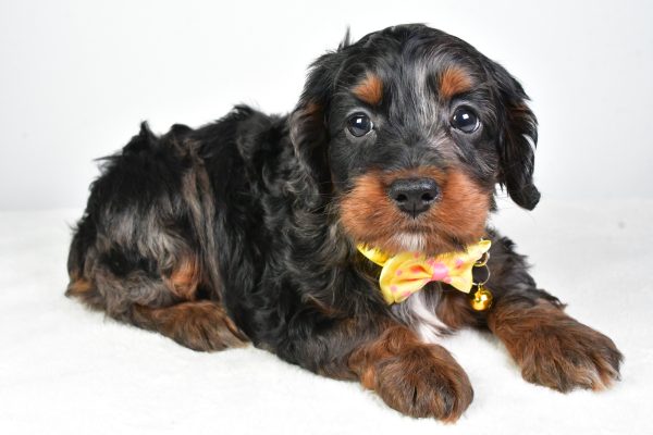 Mr. Charlie The Cockapoo - Image 7