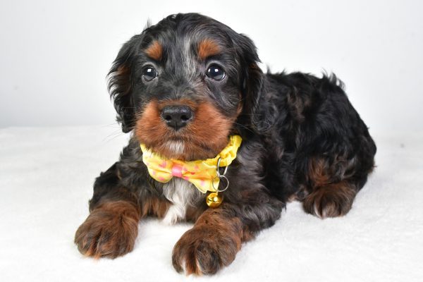 Mr. Charlie The Cockapoo - Image 6