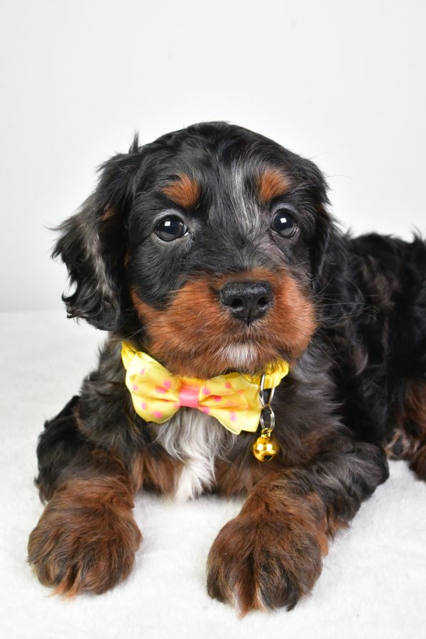 Mr. Charlie The Cockapoo - Image 4