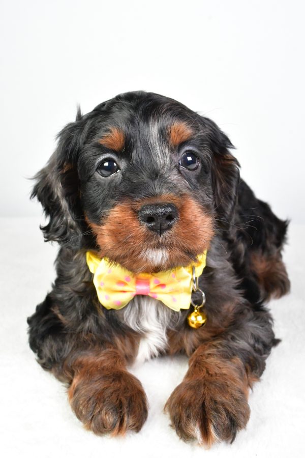 Mr. Charlie The Cockapoo - Image 5