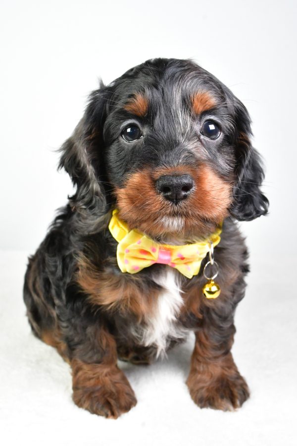 Mr. Charlie The Cockapoo