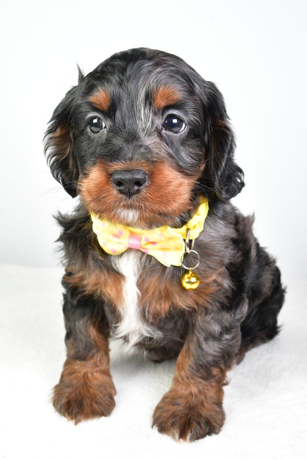 Mr. Charlie The Cockapoo - Image 2