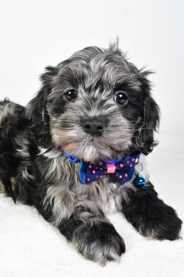 Mr. Cody The Cockapoo - Image 5