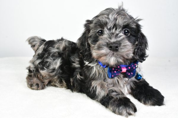 Mr. Cody The Cockapoo - Image 8