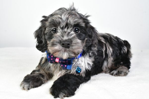 Mr. Cody The Cockapoo - Image 7