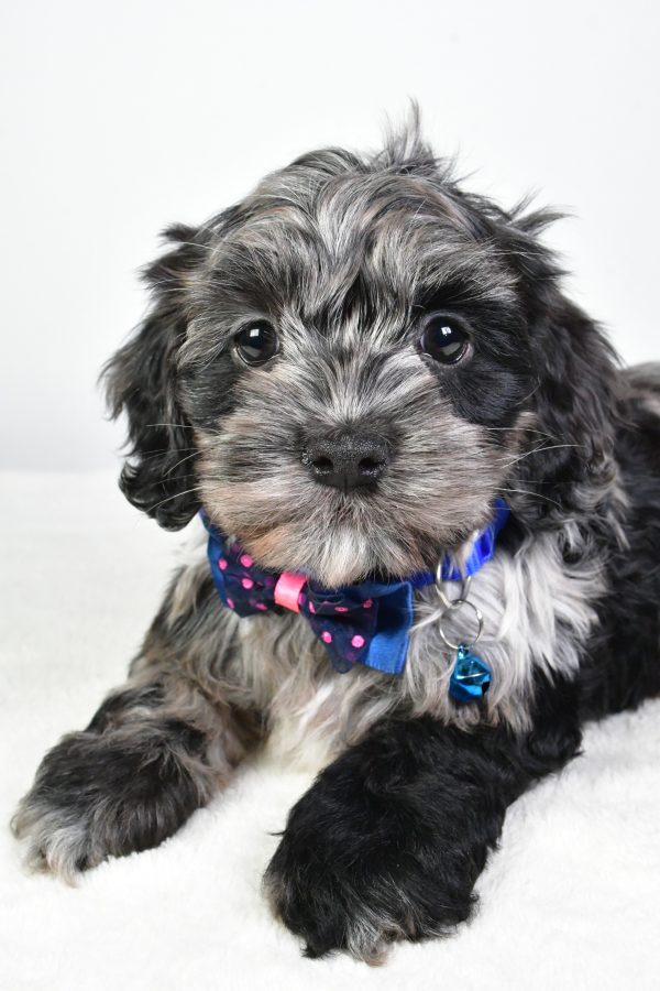 Mr. Cody The Cockapoo - Image 4