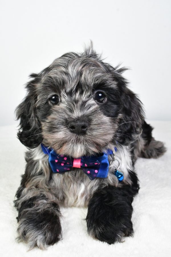 Mr. Cody The Cockapoo - Image 6