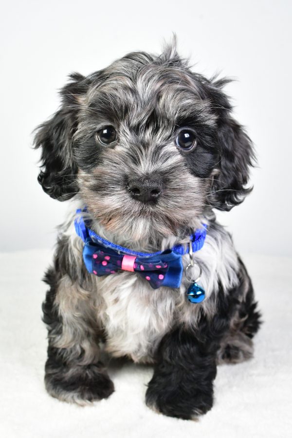 Mr. Cody The Cockapoo - Image 2
