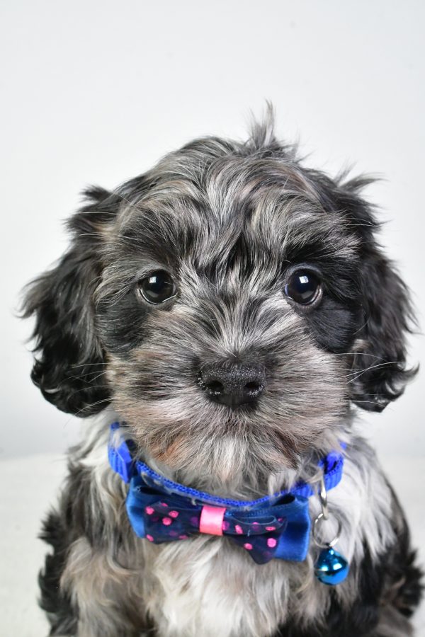 Mr. Cody The Cockapoo
