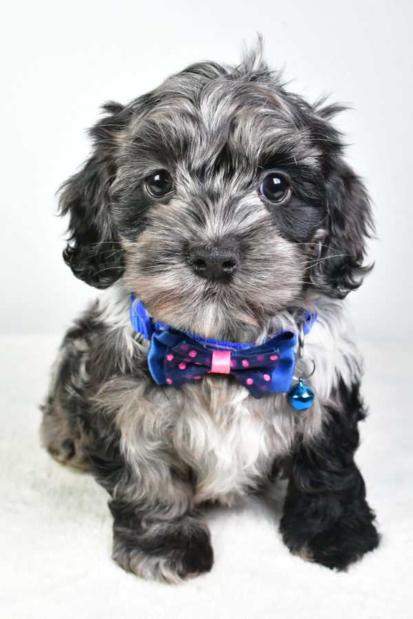 Mr. Cody The Cockapoo - Image 3