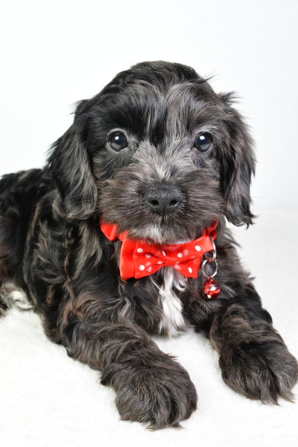 Mr. Calin The Cockapoo - Image 4