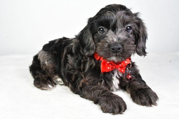 Mr. Calin The Cockapoo - Image 7